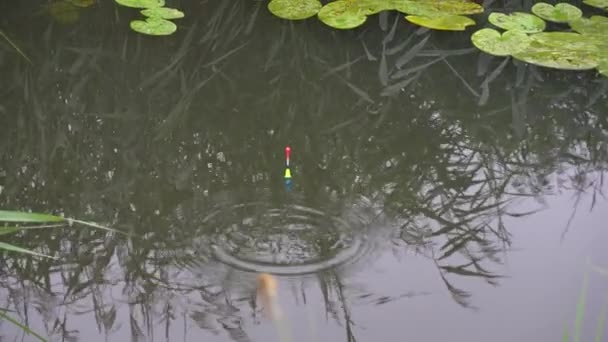 Ljusa flottören flyter på floden med en tugga av fisk — Stockvideo