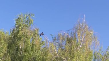 Genç günbatımı güneş ışığı altında huş ağacı