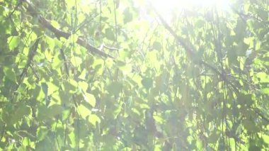 Genç günbatımı güneş ışığı altında huş ağacı