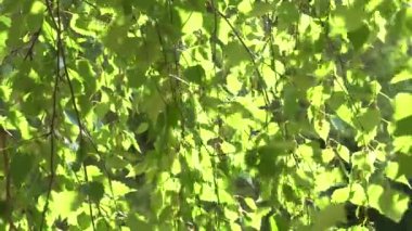 Genç günbatımı güneş ışığı altında huş ağacı