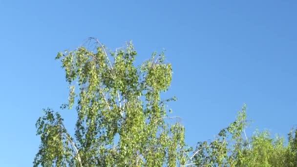阳光下夕阳下的小桦木 — 图库视频影像