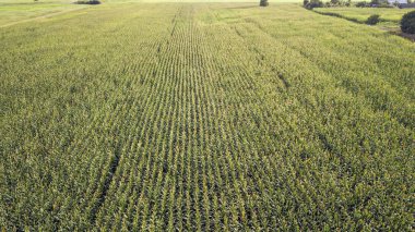 Yüksek görünümünden Mısır yeşil alan