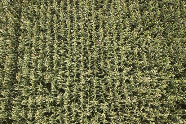 トウモロコシ畑は緑に高からの眺め — ストック写真