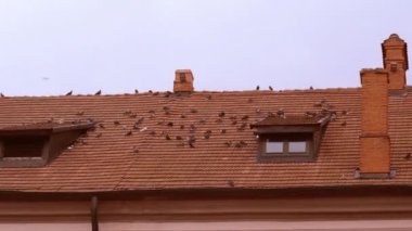 yabani güvercin kiremitli çatıya oturan sürüsü