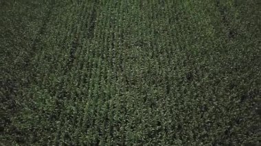 Görünümü alan yeşil sonbaharda olgun Mısır ile