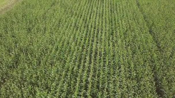 Вид сверху на зеленое поле кукурузы — стоковое видео