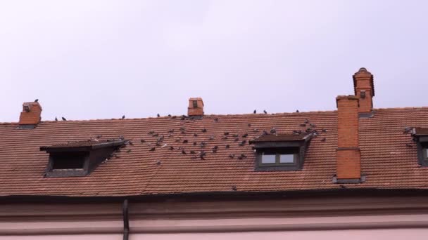 Bandada Palomas Salvajes Sentadas Tejado Azulejos — Vídeo de stock