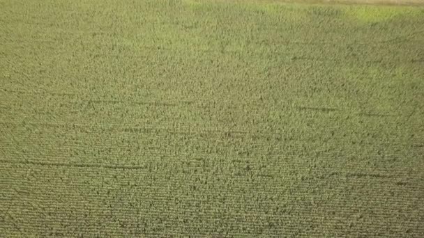 Вид на поле зелений з стиглою кукурудзою восени — стокове відео