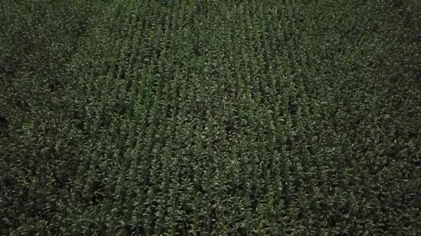 Вид поля зеленого с спелой кукурузой осенью — стоковое видео