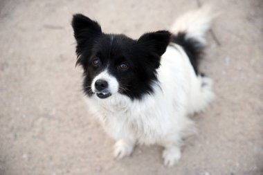 sevimli küçük dostu sokak köpeği kameraya bakıyor