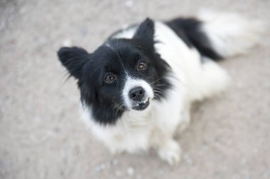 sevimli küçük dostu sokak köpeği kameraya bakıyor