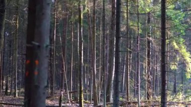 bir gün sabahın erken saatlerinde ile güzel sonbahar orman