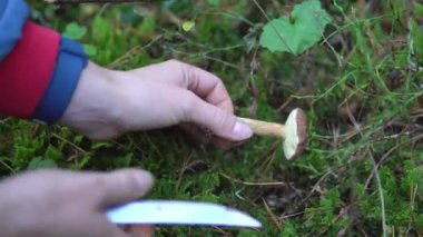 Yosun ormanda Aspen'de topluluğu yenilebilir mantar.