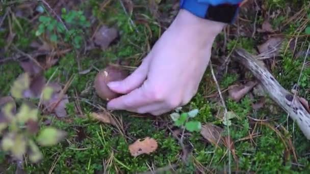 Gyűjteménye ehető gomba az erdőben, a moha aspen — Stock videók