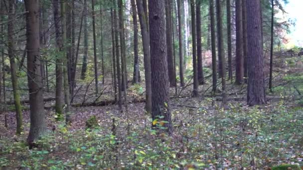 Hermoso bosque de otoño con sol brillante en la madrugada — Vídeos de Stock