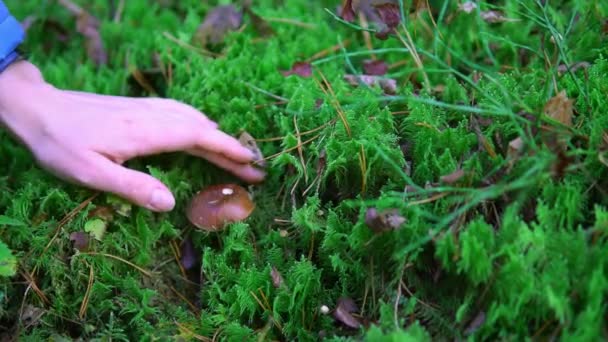 Raccolta di pioppo tremulo di funghi commestibili nel bosco nel muschio — Video Stock