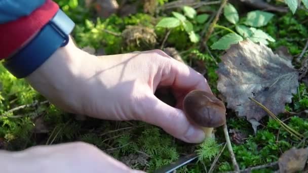 Indsamling af spiselige svampe asp i skoven i mos – Stock-video