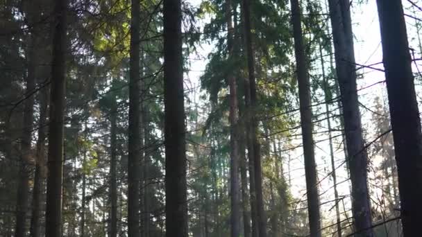 Vacker höst skog med skiner solen tidigt på morgonen — Stockvideo