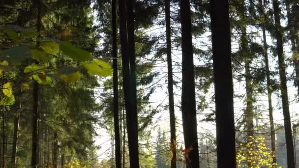 Hermoso bosque de otoño con sol brillante en la madrugada — Vídeos de Stock