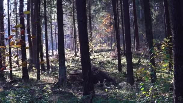 Schöner Herbstwald mit strahlender Sonne am frühen Morgen — Stockvideo