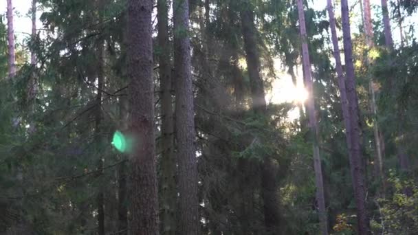 Vacker höst skog med skiner solen tidigt på morgonen — Stockvideo