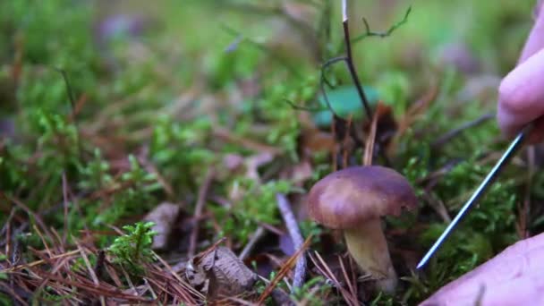 Koleksi jamur yang bisa dimakan aspen di hutan di lumut — Stok Video