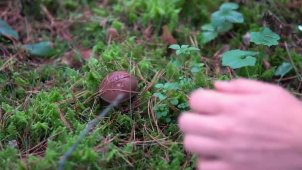 苔藓森林中食用蘑菇的收集 — 图库视频影像