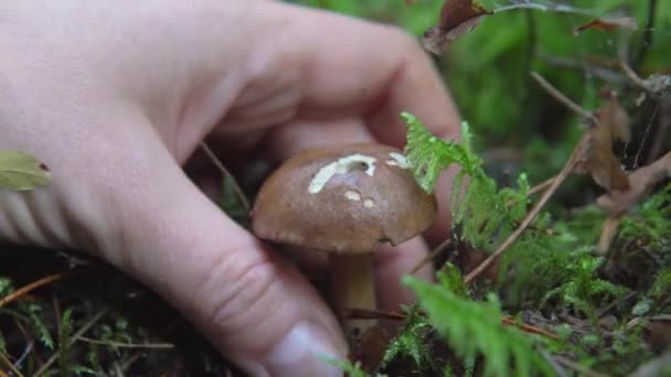 Samling av ätliga svampar aspen i skogen i mossan — Stockvideo