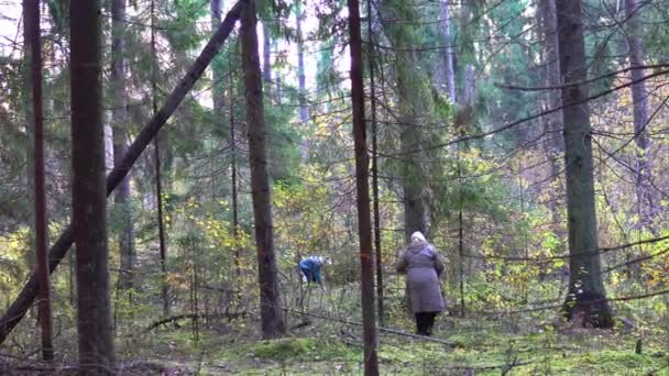 Recolectores de hongos en el bosque de otoño en busca de setas en el sol de la mañana — Vídeos de Stock