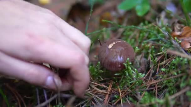 Collection of edible mushrooms aspen in the forest in the moss — Stock Video