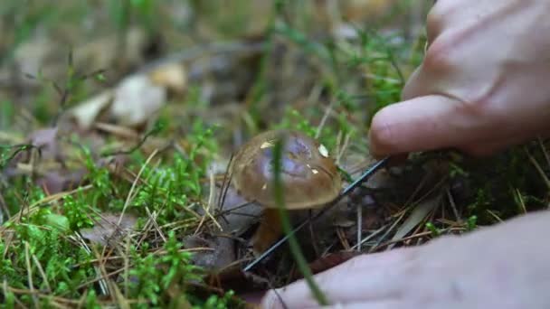 Recogida de setas comestibles álamo en el bosque en el musgo — Vídeos de Stock