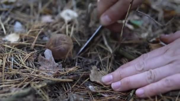 Kolekce z jedlé houby aspen v lese v mechu — Stock video