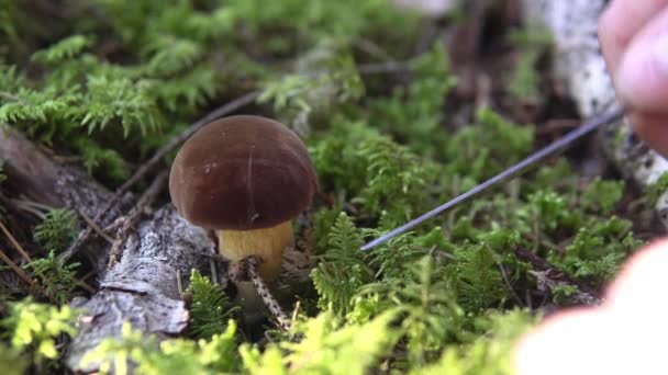 Samling av ätliga svampar aspen i skogen i mossan — Stockvideo