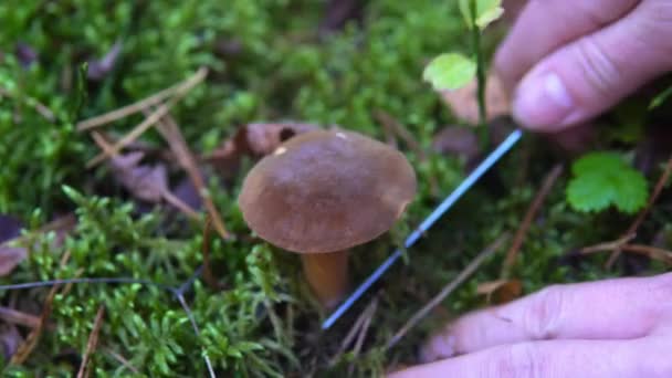 Recogida de setas comestibles álamo en el bosque en el musgo — Vídeos de Stock