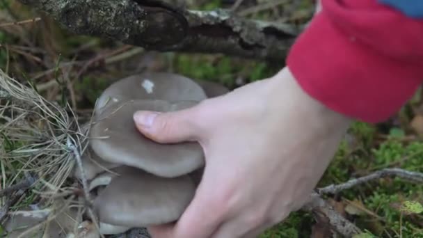Сбор грибов устричных грибов в лесу осенью, растущих на дереве — стоковое видео