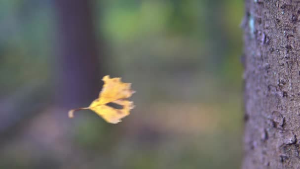 Feuilles de bouleau jaune flottent dans le vent dans la toile — Video