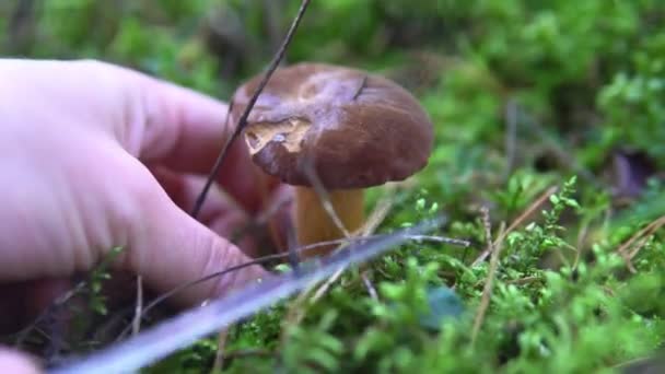 Coleção de cogumelos comestíveis aspen na floresta no musgo — Vídeo de Stock