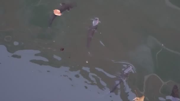 Fiskebad på overflaten i kanalen i Venezia – stockvideo