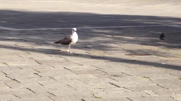 Grande Gaivota Branca Praça Cidade Procura Comida — Vídeo de Stock