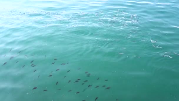 Shoal vissen zwemmen aan de oppervlakte van de zee op een zonnige dag slow motion — Stockvideo