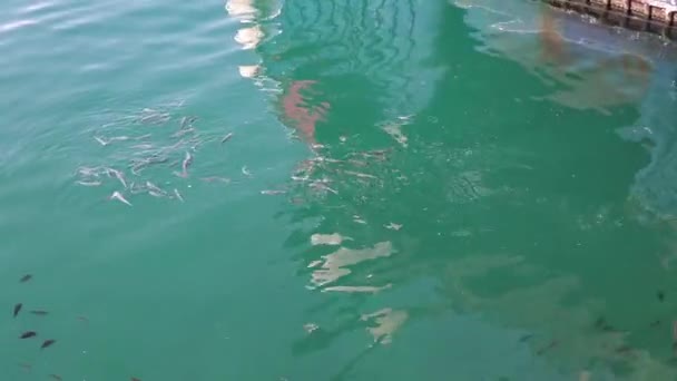 Peixes de sapato nadam na superfície do mar em um dia ensolarado câmera lenta — Vídeo de Stock