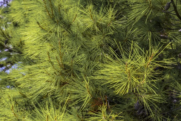 Hintergrund grüner Kiefernzweige an der adriatischen Küste — Stockfoto