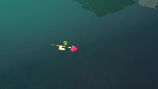 Rosa vermelha flutua na superfície do mar — Vídeo de Stock