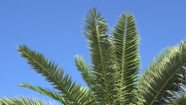 Branches of tropical palm trees on the shore against the blue sky — Stock Video
