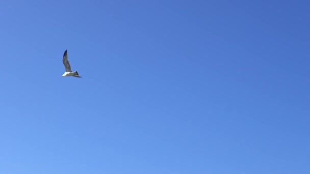 Gaivota voando contra o céu azul — Vídeo de Stock