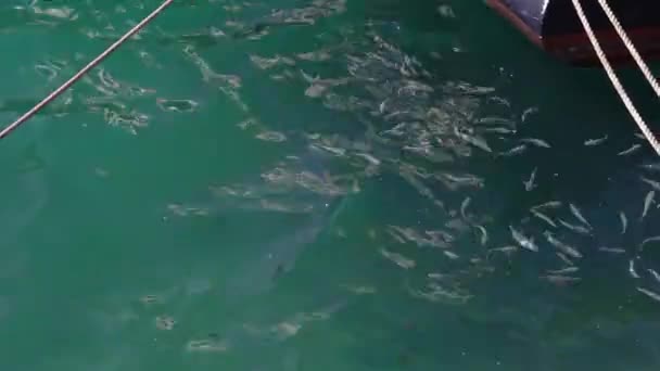 浅瀬の魚は晴れた日のスローモーションの海の表面に泳ぐ — ストック動画