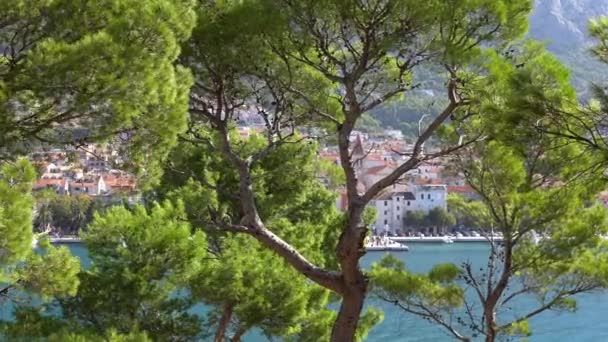 Makár Riviera, Horvátország. Nézd a szép zöld fenyőfák, a háttérben, a régi város — Stock videók