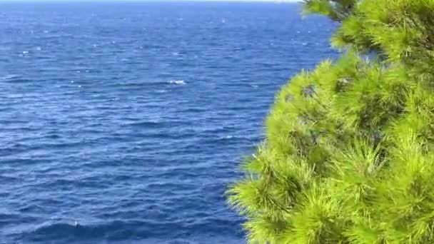 Costa da Croácia uma vista do mar e pinheiros verdes — Vídeo de Stock