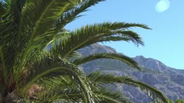 Şube ve arka planda dağlar ile plaj tropikal palmiye ağaçlarının