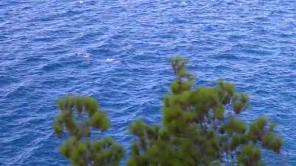 Costa de Croacia una vista del mar y pinos verdes — Vídeos de Stock